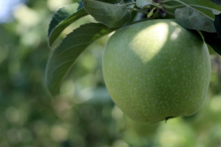 Mila-Granny-Smith-Kladi-Blured Πράσινο μήλο στο κλαδί